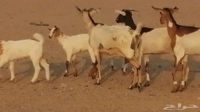 معزا بيشيات خلفات طيبة وبهمها جواهر 3 رأس 2