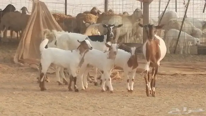 معزا بيشيات خلفات طيبة وبهمها جواهر 3 رأس 16