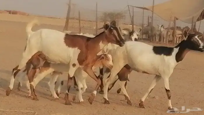 معزا بيشيات خلفات طيبة وبهمها جواهر 3 رأس 31