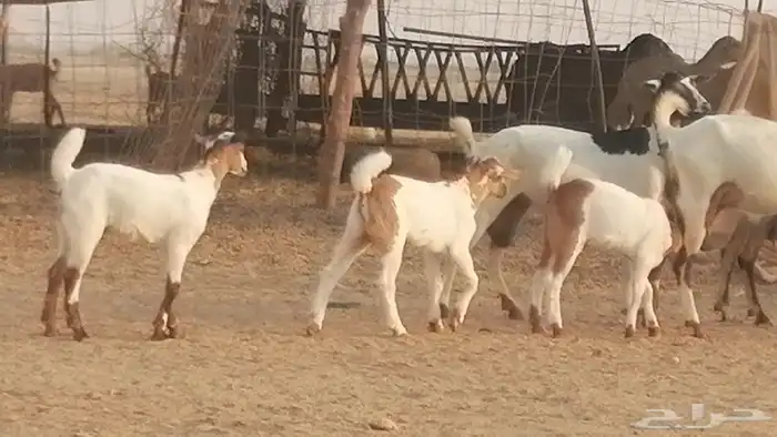 معزا بيشيات خلفات طيبة وبهمها جواهر 3 رأس 19