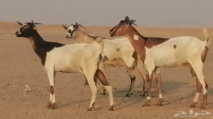 معزا بيشيات خلفات طيبة وبهمها جواهر 3 رأس 20
