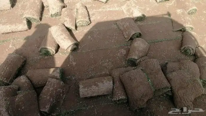 نجيل طبيعي 12