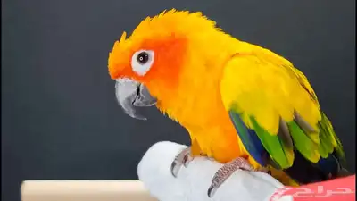 ببغاء صن كنيورر index