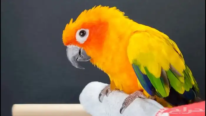 ببغاء صن كنيورر 0