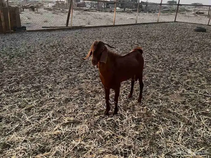 تيس ادهم مطور فااخر 0