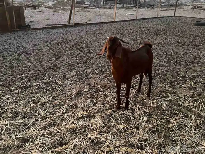 تيس ادهم مطور فااخر 1