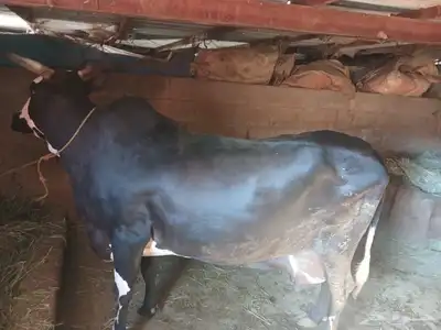 بقره حايل. 0