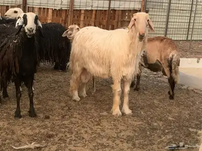 فحل عيسي index