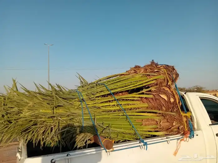 صقعي دقلة حمود حلوة 1