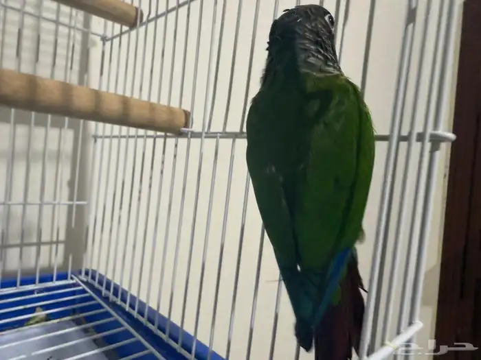 كنيور قرين شك 1