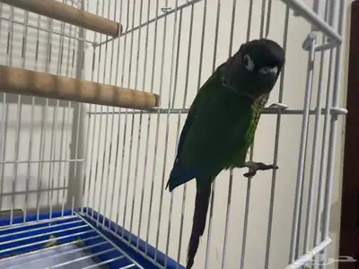 كنيور قرين شك index