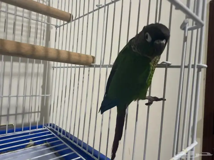 كنيور قرين شك 0