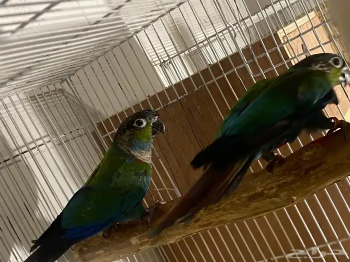 جوز كريمسون منتج 2