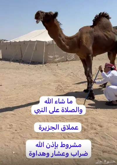 مشاء لله تبارك الرحمن بعير كناني احمر دم على جميع الشروط index