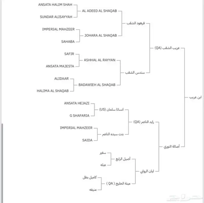 حصان واهو للبيع 3
