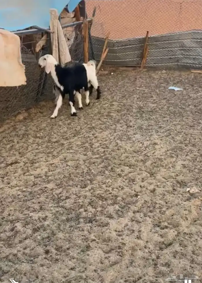 طلي عمره 3شهور مشروع فحل ومن مراح نظيف اطلي طيب ولايسوم الا 0