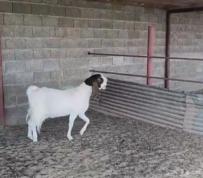 معزا هولندي ومشاريك 1