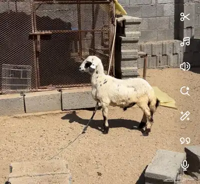 خروف ذبيحه 0