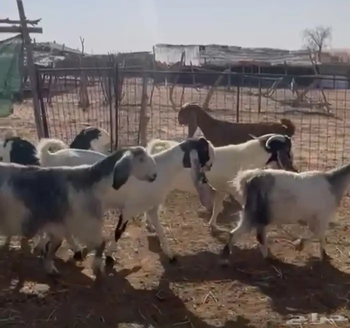 معزا دفيع مواليد 0