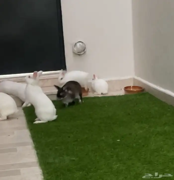 ارانب فصائل نادره 0