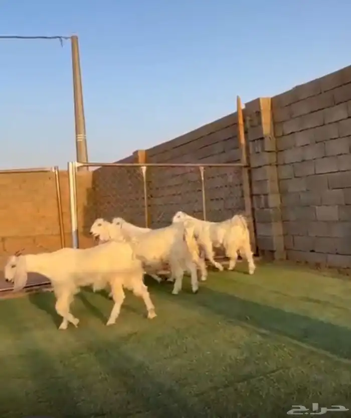 جفار مصريات بيض طقمم 0