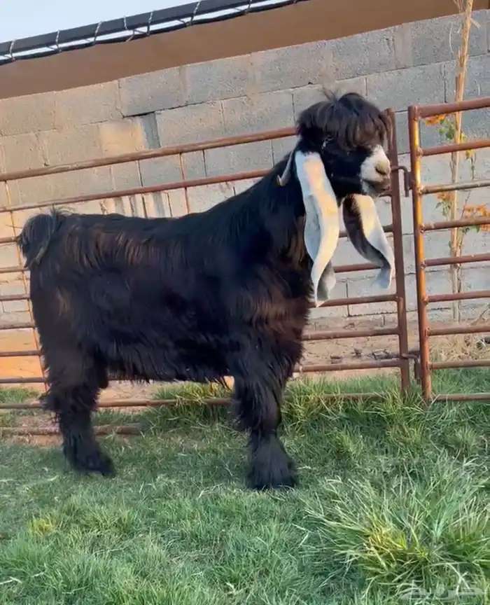 جذع جاهز معرف 0