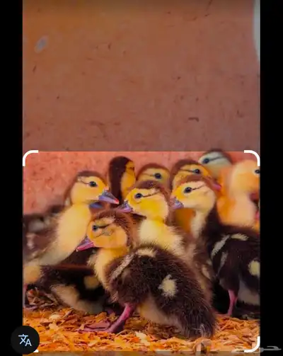 بط مسكوفي بلدي مصري بح 0