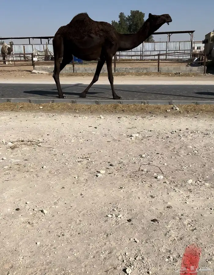 للبيع بكر رباع كفو 0