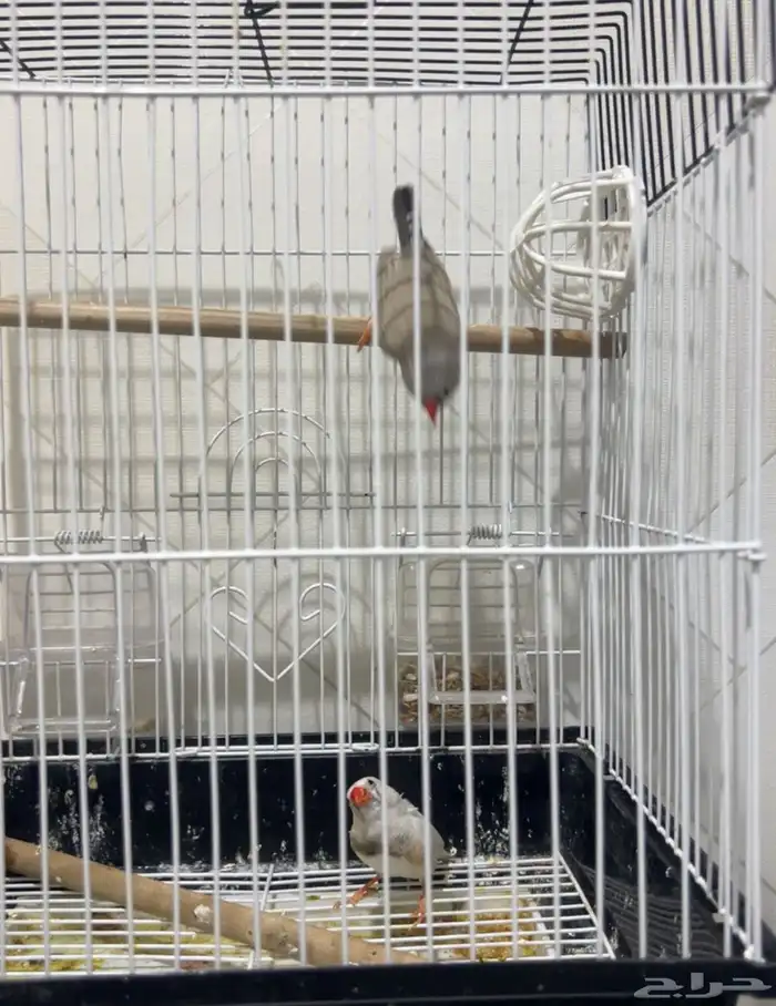 عصفورين للبيع 100 ريال 0