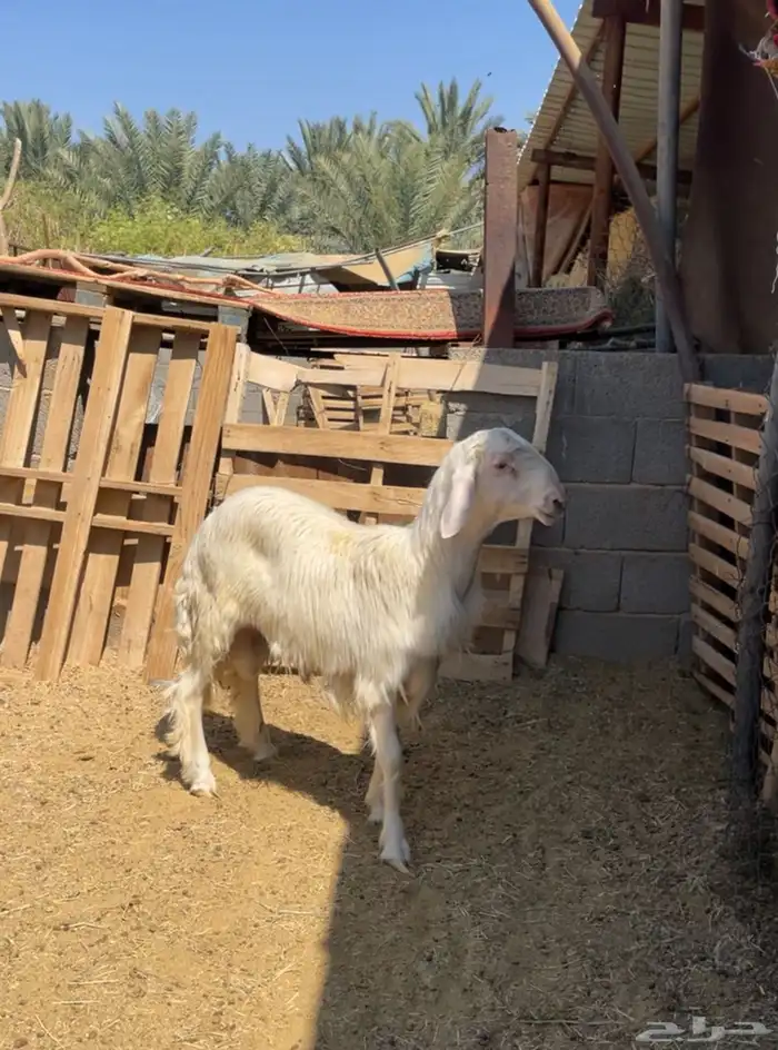 تم البيع   تم البيع 0