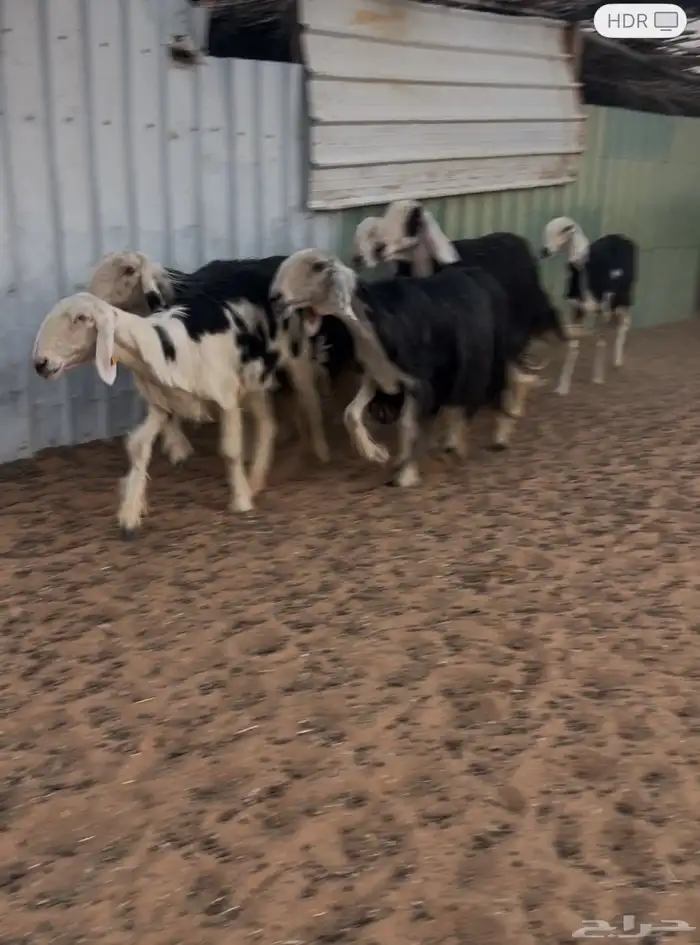 شياة منوة القناي 1