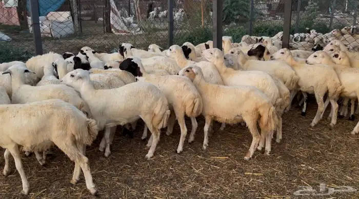 رخال رفيدي من 680 1