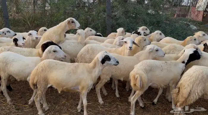 رخال رفيدي من 680 0