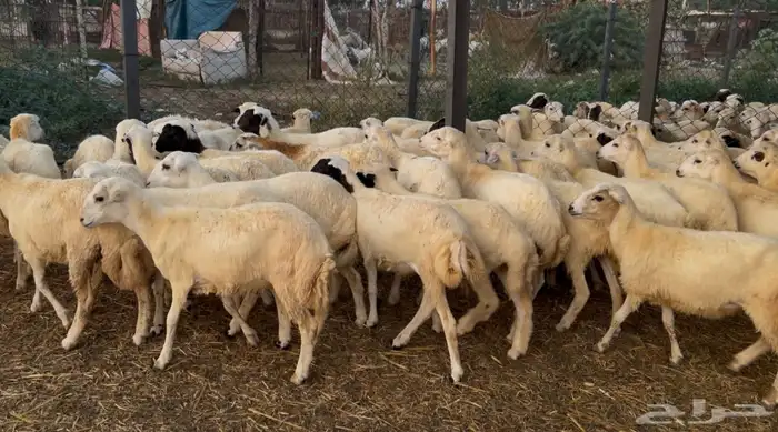 رخال رفيدي من 680 3