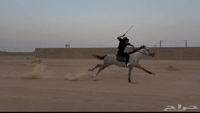 حصان شعبي سبوق 0