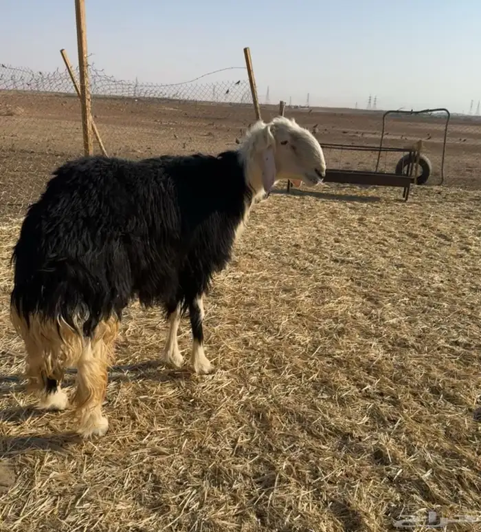 خروف نجدي 0