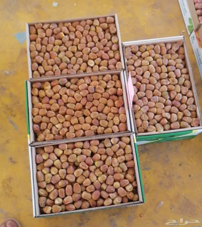 رطب سكري للبيع 0