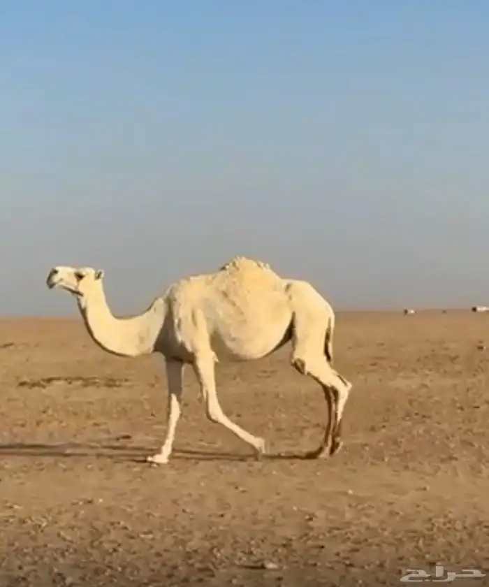 للبيع اللقحه وضحا 0