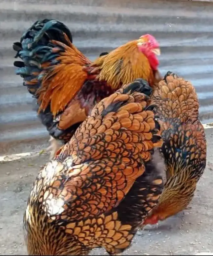 دجاج وايندوت الامريكي الذهبي 2