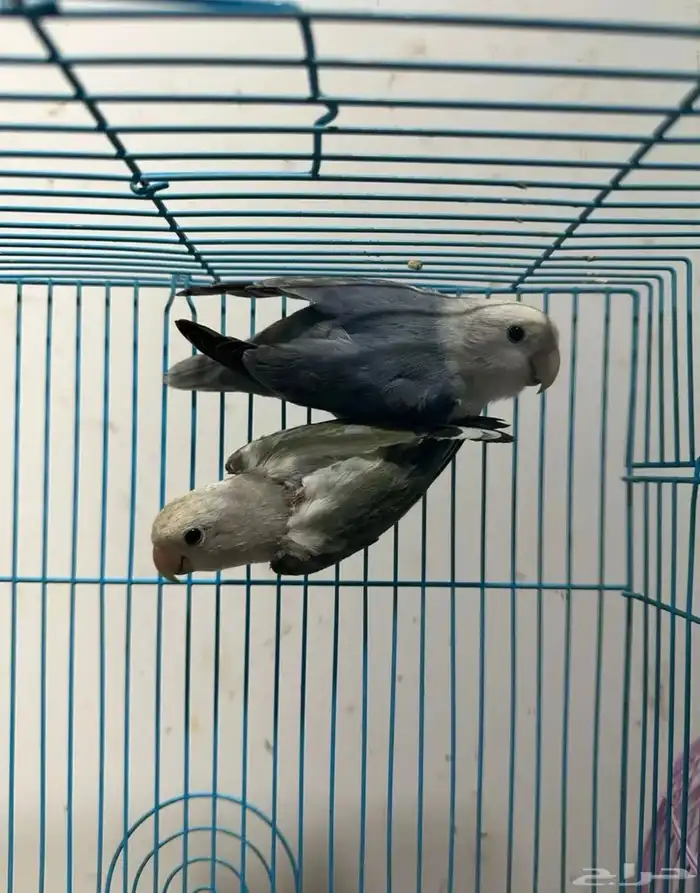 زوج روز منتج 0