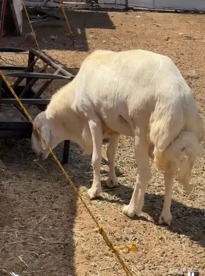 غنم مقاني وخلفات وسواكني حمري index