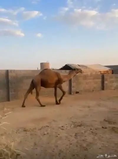 للبيع البعير الاشعل index