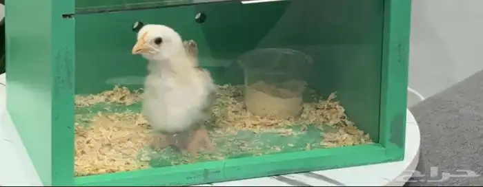 للييع كتكوت 0