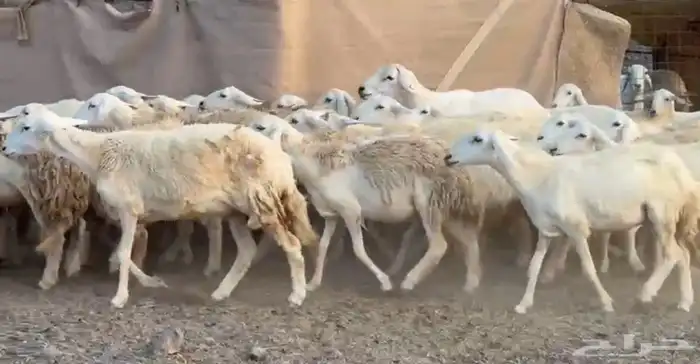 رخال مراح يامدور صغار السن 1