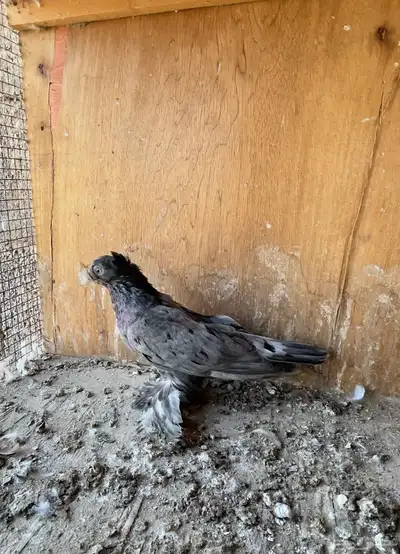 حمام خوارج تفريد index