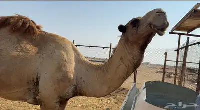 حمل شمالي مشروط index