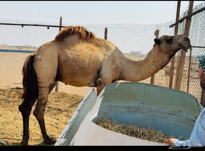 حمل شمالي مشروط 4