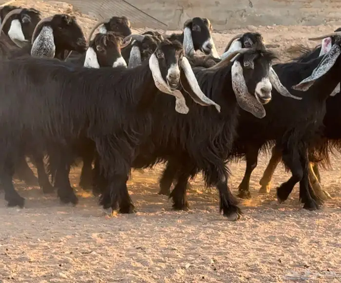 معزا عوارض ربش طيبه دفيع وضريع شرط العدد 21 8