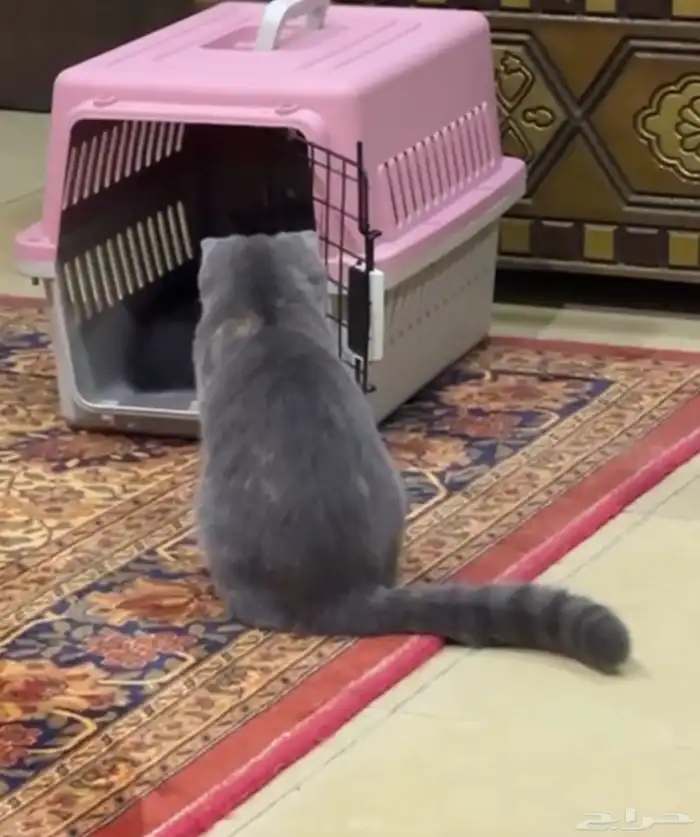 تبني قطة سكوتش 1