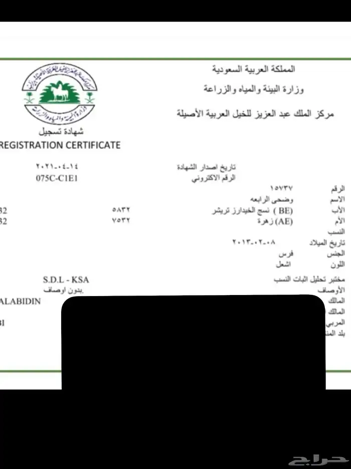 فرس واهو بنت الاسطور نسج خيدار 4